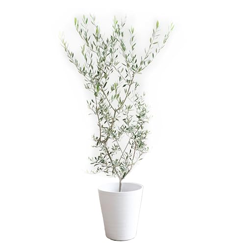 ꡼֤ տʪ ʪ ƥꥢ ۥ磻ȥ饢ȭ 8 緿 淿