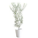 オリーブの木 観葉植物 本物 インテリア ホワイトセラアート鉢 8号 大型 中型