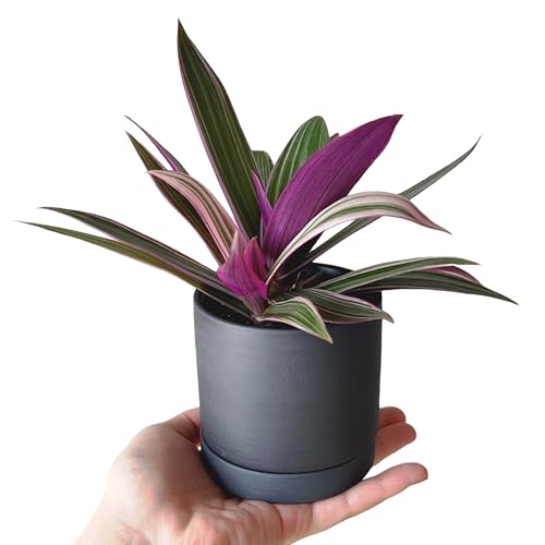 inakougei（イナコウゲイ） 観葉植物 おしゃれ 小さめ ミニ観葉 ムラサキオモト ロエオ 紫万年青 3号 ..