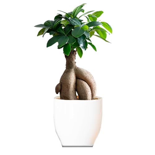 がじゅまる 4号 観葉植物 インテリア 観賞 消臭 抗菌 リラックス ＜仕入れ時期により鉢の見た目が異なります＞