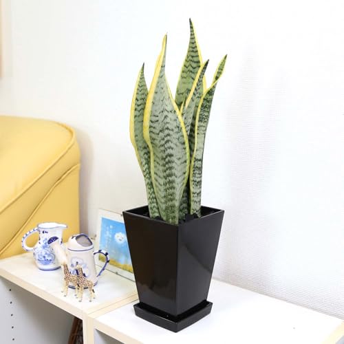 ڥ֥롼ߥ󥰥ס۶ȤƤ륵󥹥٥ꥢ 5 ץ饹åȭȭդʪ (֥å/ڤɽ̡ú)