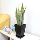 【ブルーミングスケープ】空気を浄化するといわれているサンスベリア 5号 スクエアプラスチック鉢と鉢皿付き|本物 (ブラック/土の表面:竹炭)