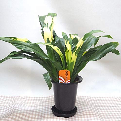 【 花想久里 はなおくり おもと 万年青 オモト 5.5寸鉢 】 宝船 フラワーギフト 引っ越し の時に 厄除..