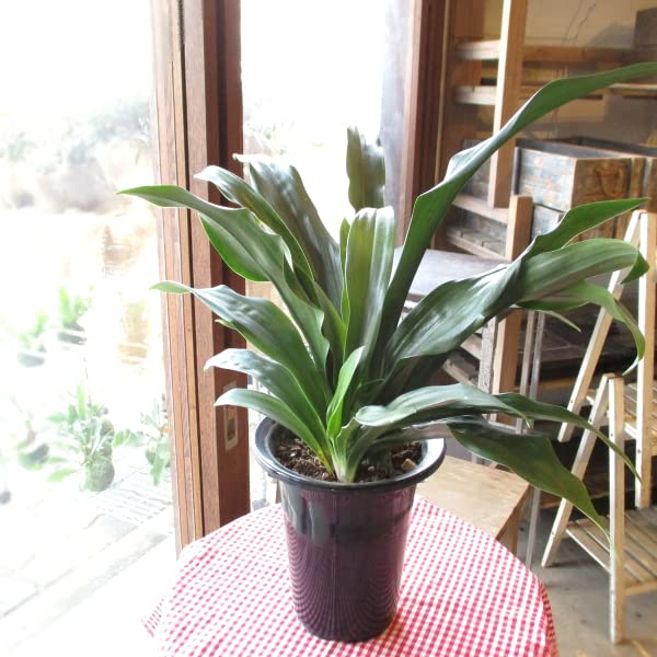 万年青 オモト 有田のおもと 宗石 5.5号鉢サイズ 鉢植え ありだ ありた 薫る花 庭木 シンボルツリー 常緑樹 小型 ミニ 観葉植物 引越し祝いの大定番