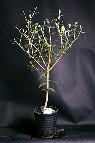 観葉植物 オリーブの木 記念樹・シンボルツリーとして インテリア グリーン 鉢花 鉢物 誕生日祝い 結婚..