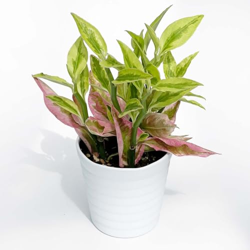 inakougei(イナコウゲイ) 観葉植物 おしゃれ 小さめ ミニ観葉 ギンリュウ ペディランサス 3号 本物 鉢植え 室内 風水 プレゼント ギフト グリー...