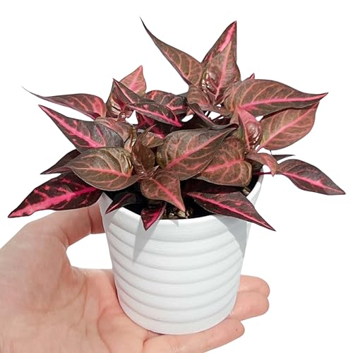 inakougei（イナコウゲイ） 観葉植物 おしゃれ 小さめ ミニ観葉 イレシネ レッドライン 3号 本物 鉢植..