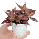 inakougei(イナコウゲイ) 観葉植物 おしゃれ 小さめ ミニ観葉 イレシネ レッドライン 3号 本物 鉢植え 室内 風水 プレゼント ギフト グリーンイ...