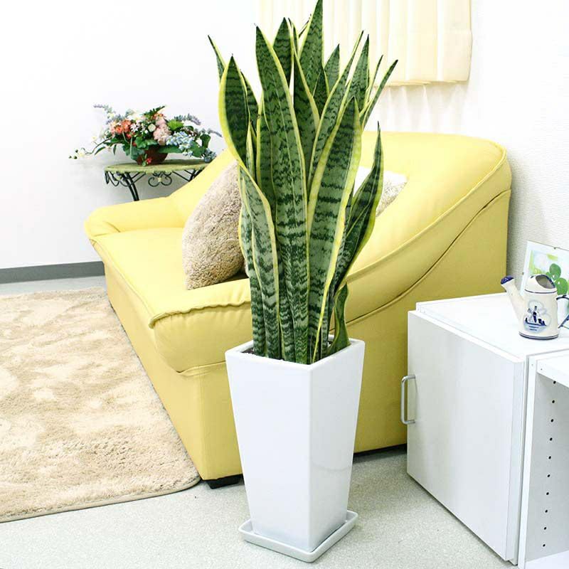 【ブルーミングスケープ】空気を浄化するといわれているサンスベリアのホワイト陶器鉢 7号 ストレート+陶器製のお皿付き (サンスベリア/陶器鉢/土の表面:竹炭)