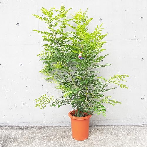 シマトネリコ 8号鉢 大苗 1個売り 【品種で選べる観葉植物・リビングやオフィス向きサイズ】学名：Fraxinus griffithii/モクセイ科トネリコ属/原産地：インド、フィリピン、台湾、中国、沖縄●