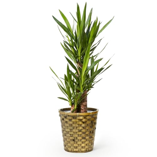 bloomee(ブルーミー) ユッカ 観葉植物 (7号 木目カゴ 鉢カバー 付) 本物 大型 室内用 鉢 (金運アップ 空気浄化 風水) おしゃれ インテリア ...