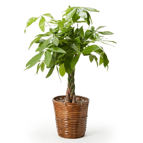 bloomee(֥롼ߡ) ѥ տʪ (7  ȭС ) ʪ 緿  ȭ (Ɀå  )  ƥꥢ 礭...