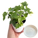 inakougei(イナコウゲイ) 観葉植物 おしゃれ 小さめ ミニ観葉 アイビー へデラ 邪気払い 恋愛運 金運 直径8cm鉢 本物 鉢植え 室内 風水 プレ...