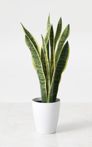 観葉植物 サンスベリア 6号 インテリア おしゃれ 北欧 開店祝い 新築祝い 引っ越し祝い (鉢カバーセット(ノルディックブラック))