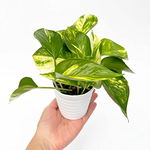 inakougei（イナコウゲイ） 観葉植物 おしゃれ 小さめ ミニ観葉 ポトス ゴールデン 木 3号 本物 鉢植え..