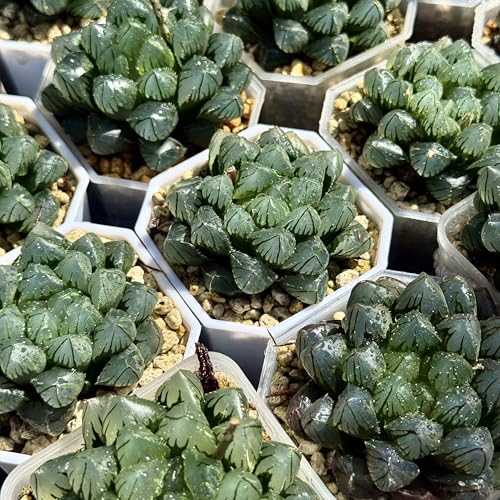 多肉植物 観葉植物 ハオルチア ハオルシア OHオブツーサ 透き通る 美しい ガーデニング レア プレゼン..