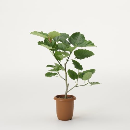 観葉植物 フィカス・ウンベラータ 大型 7号 インテリア おしゃれ 大きい 指宿 北欧 開店祝い 新築祝い ..