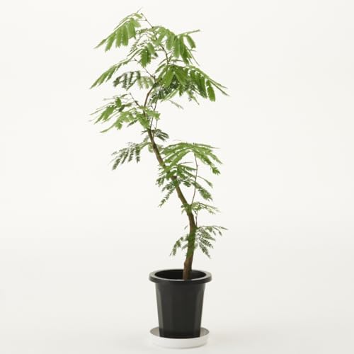 観葉植物 エバーフレッシュ 大型 7号 8号 10号 インテリア おしゃれ 大きい 指宿 北欧 開店祝い 新築祝い 引っ越し祝い (10号)