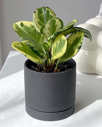 inakougei(イナコウゲイ) 観葉植物 おしゃれ 小さめ ミニ観葉 ペペロミア オブツシフォリア レモンスカッシュ 斑入り 3号 本物 鉢植え 室内 風水...