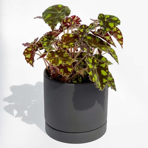 inakougei（イナコウゲイ） 観葉植物 おしゃれ 小さめ ミニ観葉 ベゴニア タイガーキトゥン 3号 本物 ..