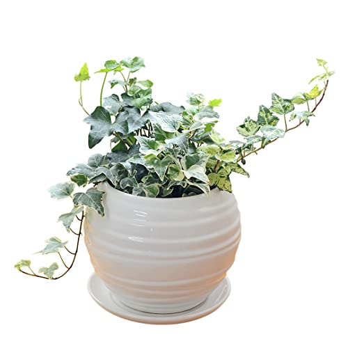 フラワーコーポレーション アイビー ヘデラ 観葉植物 3種類寄せ植え ボール形陶器鉢