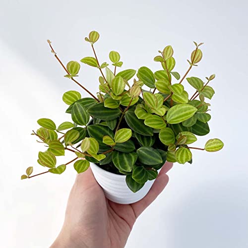 inakougeiʥʥ տʪ   ߥ˴ ڥڥߥ 󥰥顼 3 ʪ ȭ   ץ쥼 ե ꡼...