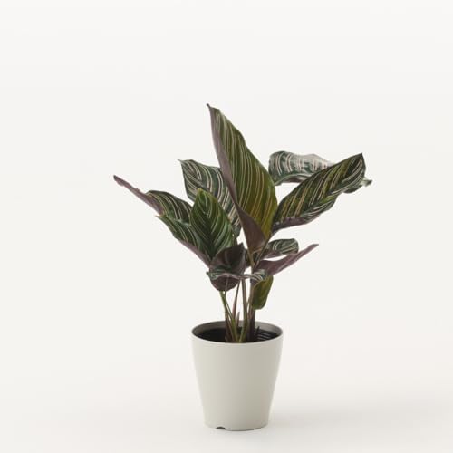 観葉植物 カラテア サンデリアーナ 4号 インテリア おしゃれ 大きい 北欧 開店祝い 新築祝い 引っ越し祝い