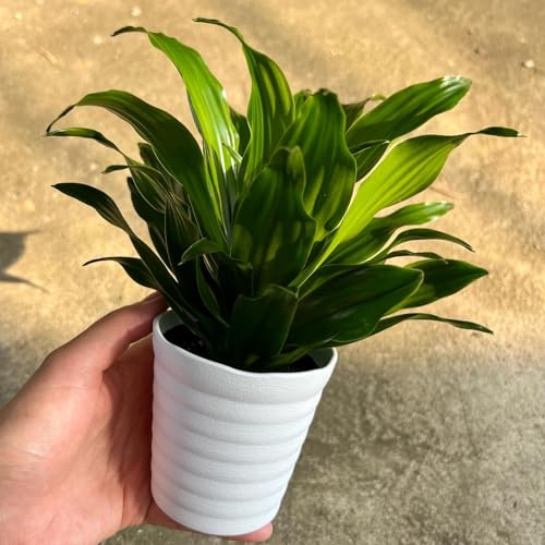 inakougei(イナコウゲイ) 観葉植物 おしゃれ 小さめ ミニ観葉 ドラセナ コンパクタ 3号 本物 鉢植え 室内 風水 プレゼント ギフト グリーンイン...