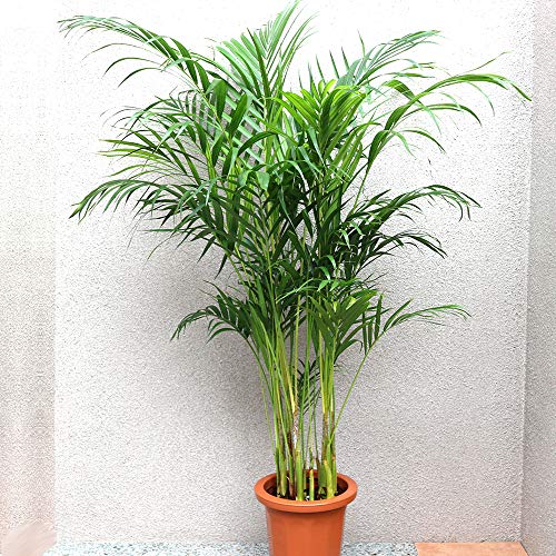 ITANSE 쥫䥷 տʪ 緿 8ץ饹åȭ 132-01 ʼ٤տʪΥӥ󥰤䥪ե 1 ̾ Dypsis ...