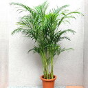 ITANSE アレカヤシ 観葉植物 大型 8号プラスチック鉢 132-01 品種で選べる観葉植物・広めのリビングやオフィス向きサイズ 1個 学名 Dypsis ...