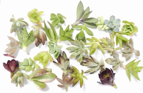 ȸߥ˴ ¿ʪå (30, ܻ, /, /ʪ/¿ʪ)