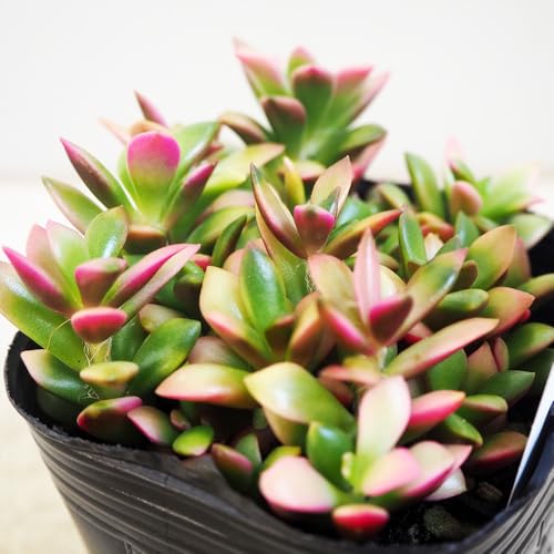 ITANSE 多肉植物 桜吹雪 2.5〜3号 4個セット【品種で選べる多肉植物】 学名 Anacampseros rufescens ベンケイソウ科アナカンプセ...