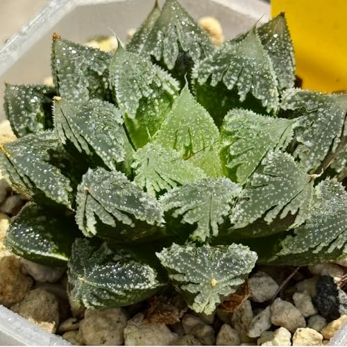 多肉植物 観葉植物 ハオルチア ハオルシア 白帝城 レア プレゼント ギフト 観葉植物室内 おしゃれ 引っ越し祝い 新築祝い インテリア 珍しいハオ楽園…