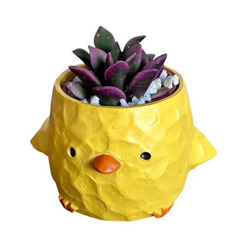 花のギフト社 多肉植物 インテリア 観葉植物 ギフト ひよこ ミニポット ミニサイズ プチギフト