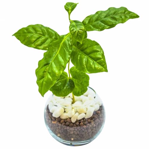 コーヒーの木 観葉植物 ハイドロカルチャー 【 初心者でも簡単に育てられる 】 本物 ミニ 植物 土を使わない観葉植物 【 虫が湧きにくくお手入れ簡単 】 室内...