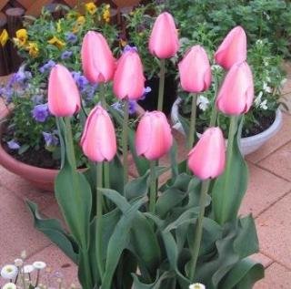 塼å 庬 ԥ󥯥ץå¾ 5