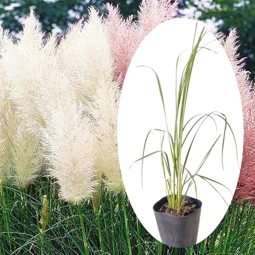 パンパスグラス ポット苗【 白 】 シロガネヨシ 白銀葦 オバケススキ フラワーアレンジメント ドライフ..