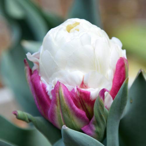 チューリップ アイスクリーム 8球パック 秋植え 冬植え 春咲き 球根 イングリッシュガーデン セット