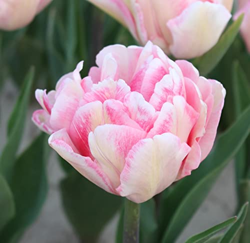 塼å 庬 եåȥå 4