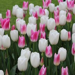 庬 ԥ󥯡ۥ磻ȥ塼å 8