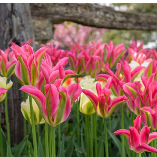 塼å ꡼ ź餭 5ѥå  ߿ պ餭 庬 󥰥å奬ǥ