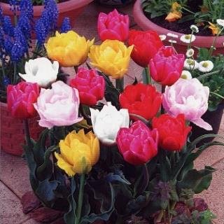 チューリップ 球根 八重咲混合 5球入