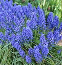 ムスカリ 球根 アルメニアカム 10球入