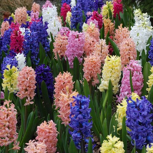 ヒヤシンス 球根 カラフル5色セット 5色各1球の計5球パック 秋植え 冬植え 春咲き 球根 イングリッシュ..