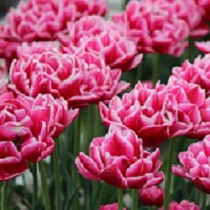 チューリップ 球根 コロンブス 3球入