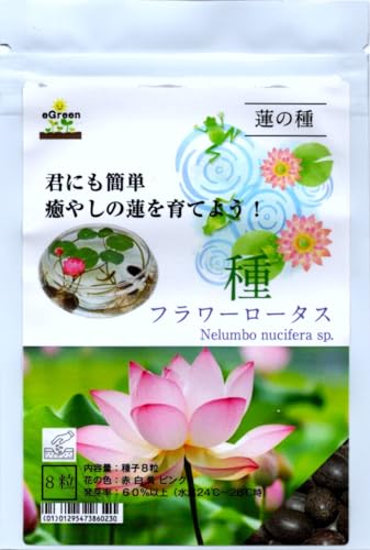 水草の種 ハス フラワーロータス 種 8粒 君にも簡単 癒やしの睡蓮を育てよう!ビオトープや睡蓮鉢 メダカの水草 国産種子 花色:白×2赤×2黄色×2ピンク×2