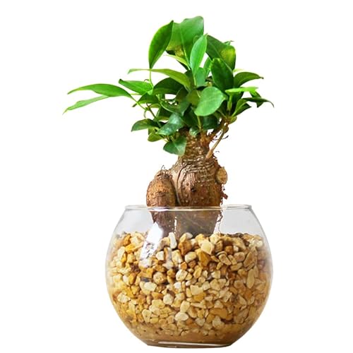 東京寿園 ガジュマル 土を使わない 観葉植物 ミニ 本物 ハイドロカルチャー ゼオライト ハイドロボール..