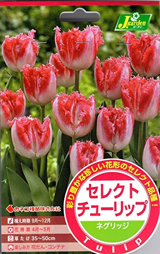 【花球根】 セレクトチューリップ ネグリッジ 3球入 カネコ種苗の球根