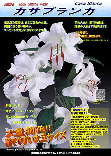 オリエンタル百合球根 『カサブランカ』大球×3球