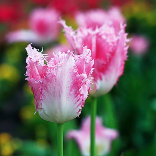 チューリップ ハウステンボス フリンジ咲き 5球パック 秋植え 冬植え 春咲き 球根 イングリッシュガー..